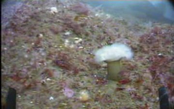 Solitary frilled anemone